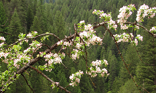 Spring Forest